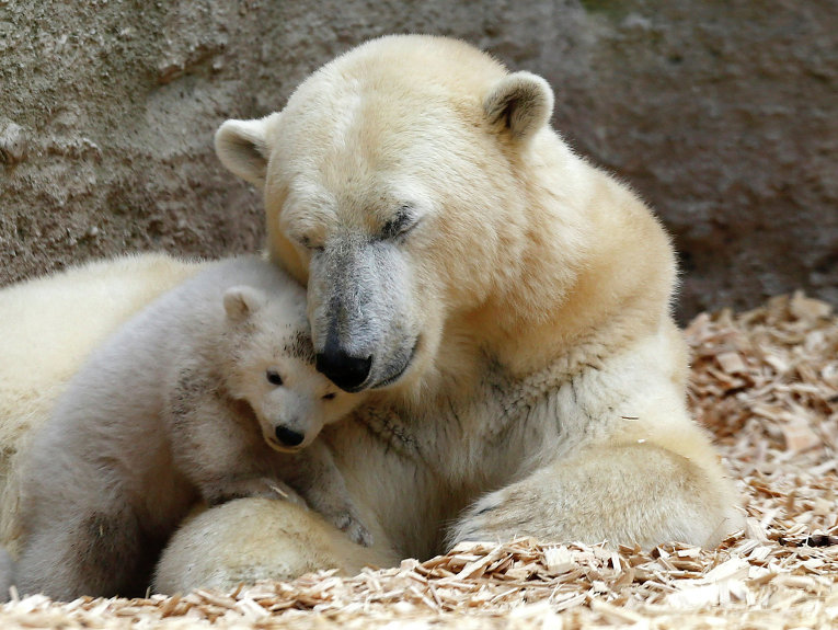Медведица белая с медвежатами фото