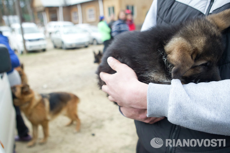 Немецкое качество: в Томске проходит выставка овчарок Немецкое качество: в Томске проходит выставка овчарок