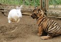 Амурский тигренок играет с кроликом Амурский тигренок играет с кроликом