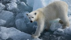 Белый медвежонок. Архив Белый медвежонок. Архив