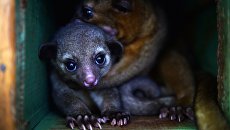 Детеныш кинкажу. Архивное фото Детеныш кинкажу. Архивное фото