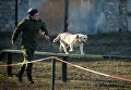Занятия по взаимодействию военного кинолога и собаки при обнаружении мин и зарядов взрывчатых веществ, а также по преодолению различных препятствий на учебном полигоне Ханкала, расположенного в 7 километрах от Грозного Занятия по взаимодействию военного кинолога и собаки при обнаружении мин и зарядов взрывчатых веществ, а также по преодолению различных препятствий на учебном полигоне Ханкала, расположенного в 7 километрах от Грозного