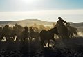 Чабаны арканят необъезженного коня на зимней чабанской стоянке в местечке Чумур-Ой Тес-Хемского кожууна Республики Тыва Чабаны арканят необъезженного коня на зимней чабанской стоянке в местечке Чумур-Ой Тес-Хемского кожууна Республики Тыва