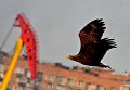 Краснокнижные орланы зимуют в центре Владивостока Краснокнижные орланы зимуют в центре Владивостока