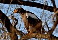 Краснокнижные орланы зимуют в центре Владивостока Краснокнижные орланы зимуют в центре Владивостока