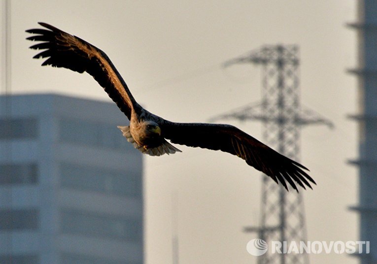 Краснокнижные орланы зимуют в центре Владивостока Краснокнижные орланы зимуют в центре Владивостока