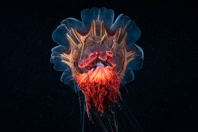 Шорт-лист Sony World Photography Awards. Фотограф Alexander Semenov, Россия Шорт-лист Sony World Photography Awards. Фотограф Alexander Semenov, Россия