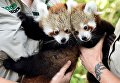 Красные панды в зоопарке Мельбурна Красные панды в зоопарке Мельбурна