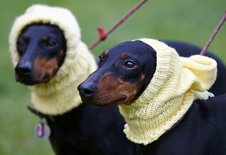 Собаки породы Манчестер-терьер на выставке Crufts Dog Show в Бирмингеме, Англия Собаки породы Манчестер-терьер на выставке Crufts Dog Show в Бирмингеме, Англия