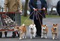 Собаки породы Сиба-ину на выставке Crufts Dog Show в Бирмингеме, Англия Собаки породы Сиба-ину на выставке Crufts Dog Show в Бирмингеме, Англия