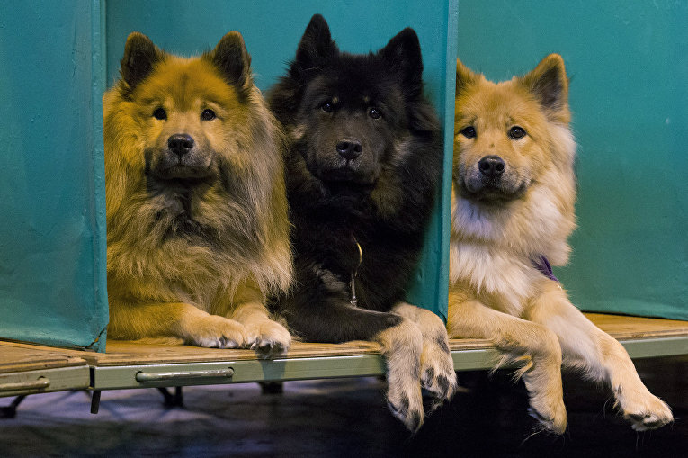 Собаки породы Евразиер на выставке Crufts Dog Show в Бирмингеме, Англия Собаки породы Евразиер на выставке Crufts Dog Show в Бирмингеме, Англия