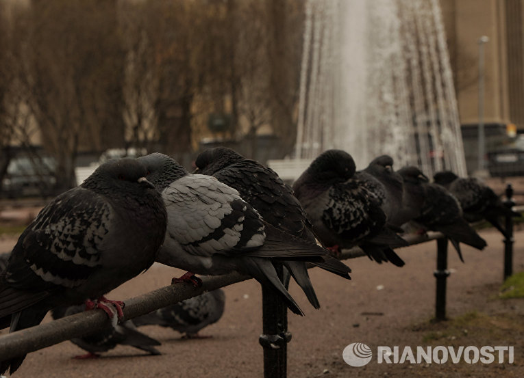 Открытие сезона фонтанов в Петербурге Открытие сезона фонтанов в Петербурге