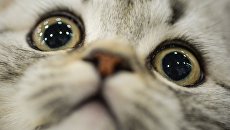 Котенок породы британская короткошерстная Котенок породы британская короткошерстная