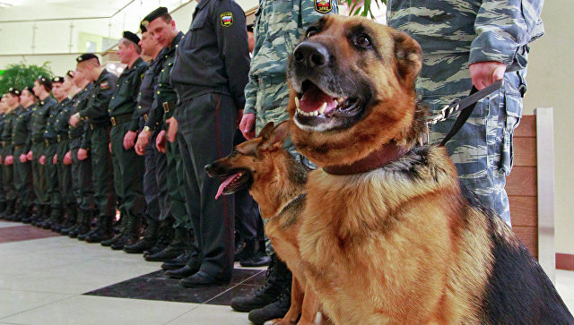 В Приморье полицейская собака вывела из леса заблудившихся детей и их отца