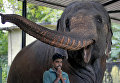 Слон в Национальном зоологическом саду Шри-Ланки 