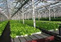 Продукция Тепличного комплекса Белогорье Продукция Тепличного комплекса Белогорье