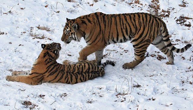 WWF: масштабное развитие инфраструктуры в Азии может погубить тигров