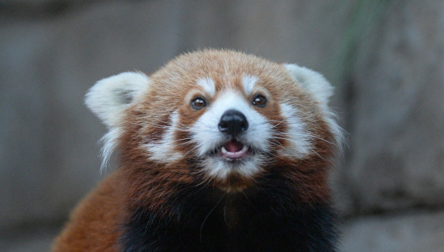 В московском зоопарке покажут кормление красных панд