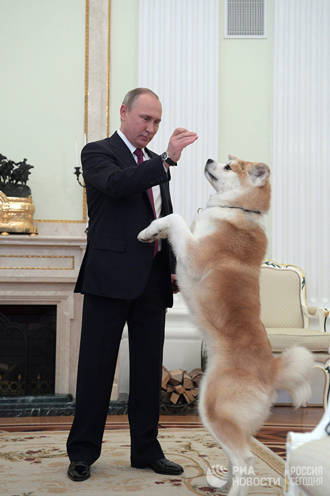 Президент РФ Владимир Путин с собакой Юмэ породы акита-ину перед началом интервью в Кремле телекомпании Ниппон и газете Иомиури. 7 декабря 2016