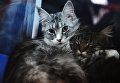 Кошки породы мейнкун на выставке Кэт-Салон-Декабрь в Москве Кошки породы мейнкун на выставке Кэт-Салон-Декабрь в Москве