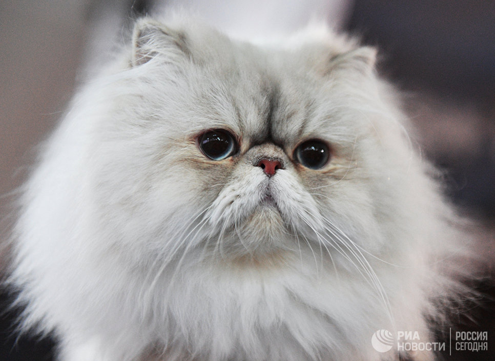 Кошка породы персидская на выставке Кэт-Салон-Декабрь в Москве Кошка породы персидская на выставке Кэт-Салон-Декабрь в Москве