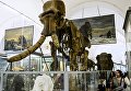 Посетители в зоологическом музее Санкт-Петербурга Посетители в зоологическом музее Санкт-Петербурга