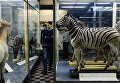 Посетители в зоологическом музее Санкт-Петербурга Посетители в зоологическом музее Санкт-Петербурга