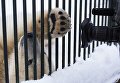 Годовалый белый медвежонок в Центре воспроизводства редких видов животных Московского зоопарка в селе Сычево Московской области Годовалый белый медвежонок в Центре воспроизводства редких видов животных Московского зоопарка в селе Сычево Московской области