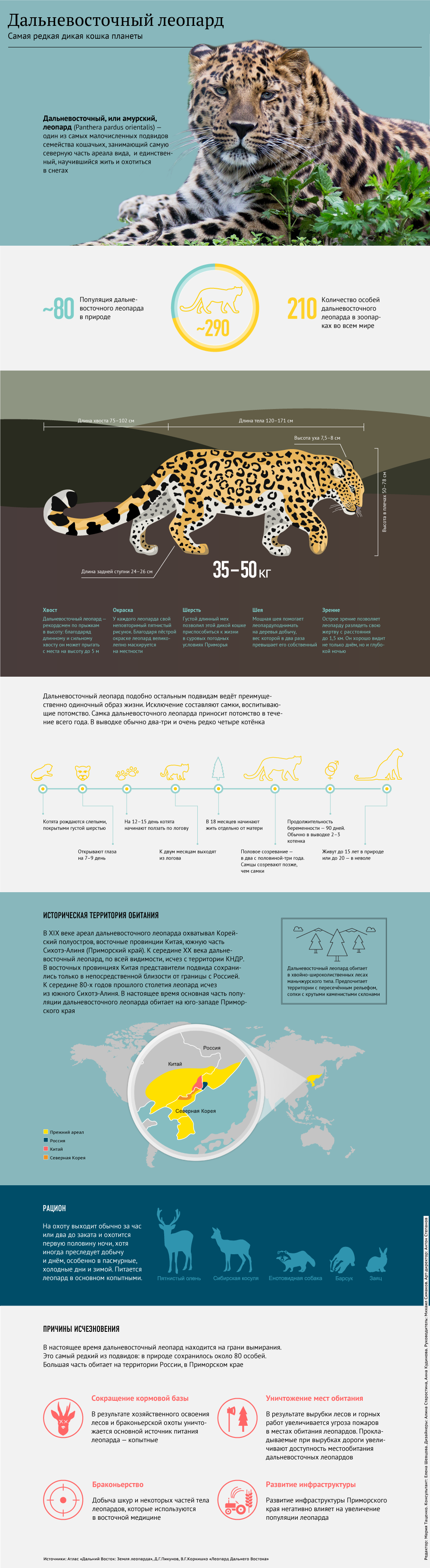 Новости Общество Мир - Обнаруженная в Китае беременная самка леопарда  ока... - iCity.life