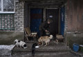 Женщина кормит собак в Киевском районе Донецка Женщина кормит собак в Киевском районе Донецка