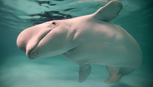 Экологи сообщили о 15 детенышах белух в "китовой тюрьме" в Приморье 