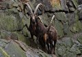 Горные бараны (архары, аргали) в Зоологическом саду Берлина Горные бараны (архары, аргали) в Зоологическом саду Берлина