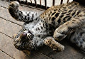 Пополнение в зоопарке Чудесный в Приморском крае Пополнение в зоопарке Чудесный в Приморском крае