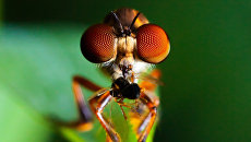 Predatory fly-asilidae kind of Holcocephala were the watchful creatures on the planet