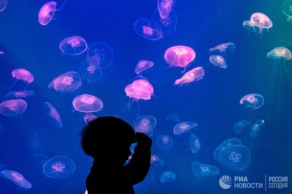 Посетитель в Санкт-Петербургском океанариуме Посетитель в Санкт-Петербургском океанариуме