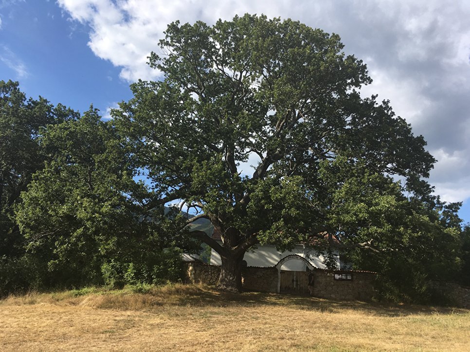 Работа фотографа Lyudmila Gyurova The venerable sessile oak by the Nasalevtsi church для 2017 European Tree of the Year Работа фотографа Lyudmila Gyurova The venerable sessile oak by the Nasalevtsi church для 2017 European Tree of the Year
