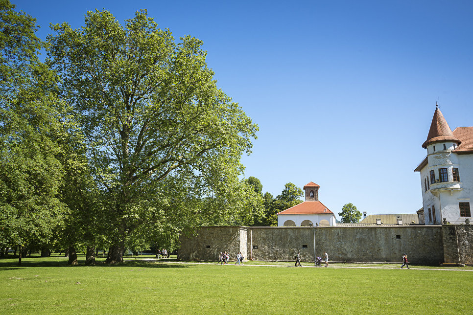 Работа фотографа Alena Hroncova Plane tree from Budatin для 2017 European Tree of the Year Работа фотографа Alena Hroncova Plane tree from Budatin для 2017 European Tree of the Year