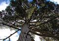 Работа фотографа Excelentisima Diputacion de Avila Aprisquillo Pine для 2017 European Tree of the Year Работа фотографа Excelentisima Diputacion de Avila Aprisquillo Pine для 2017 European Tree of the Year