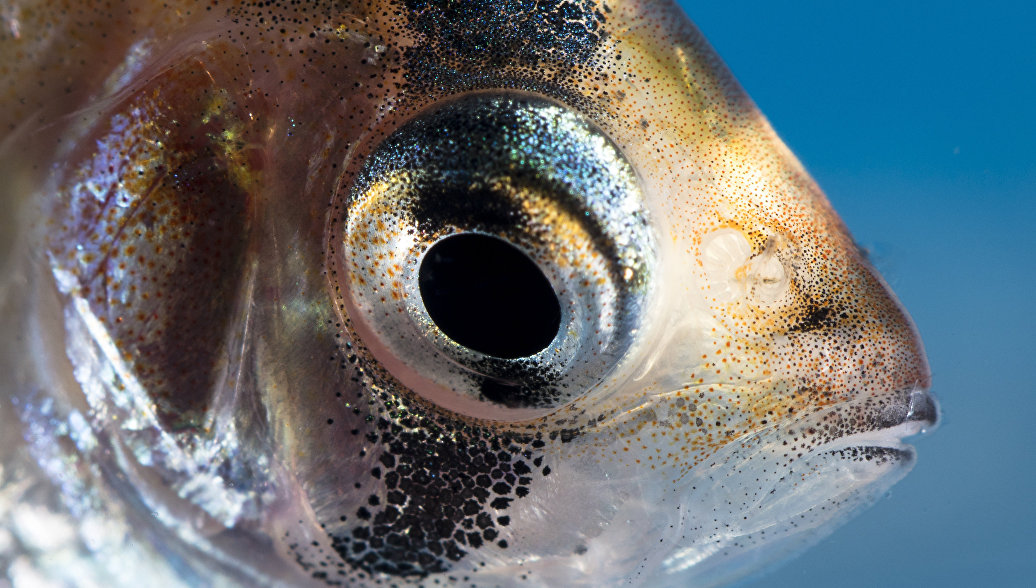 Ем глаза рыбы. Глаз рыбы. Глаза рыбки. Диплостомоз. Рыбка с выпуклыми глазами.