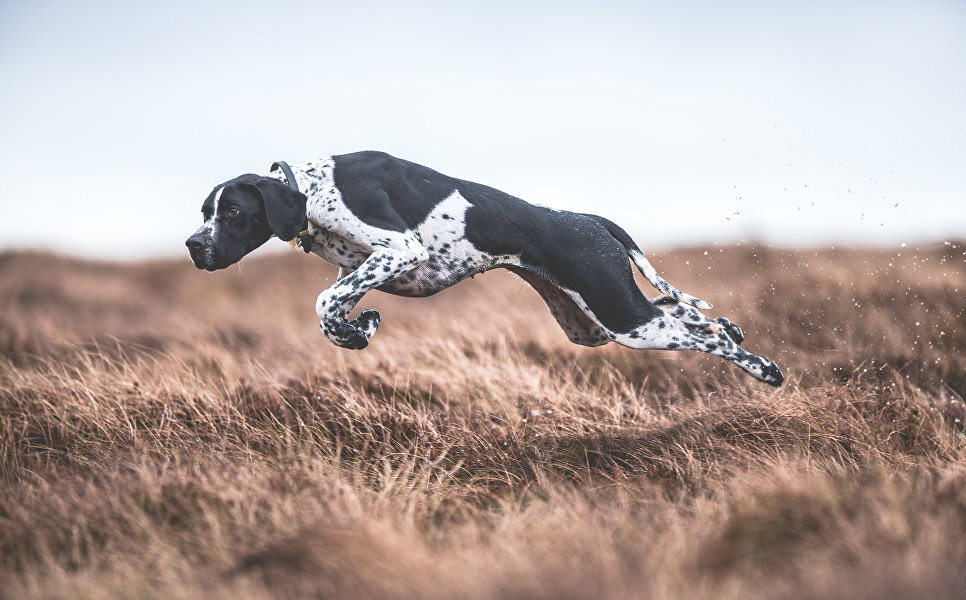 Работа победителя конкурса Dog Photographer of the year Работа победителя конкурса Dog Photographer of the year