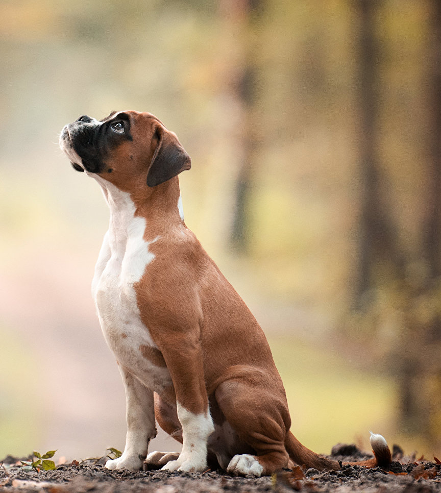 Работа победителя конкурса Dog Photographer of the year Работа победителя конкурса Dog Photographer of the year