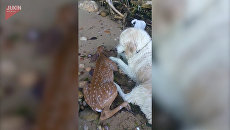 Собака вытащила из воды тонувшего олененка и пыталась его реанимировать Собака вытащила из воды тонувшего олененка и пыталась его реанимировать