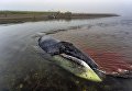Застрявший гренландский кит на острове Большой Шантар Застрявший гренландский кит на острове Большой Шантар