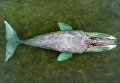 Застрявший гренландский кит на острове Большой Шантар Застрявший гренландский кит на острове Большой Шантар