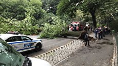 Упавшее дерево в Центральном парке Нью-Йорка. 15 августа 2017 Упавшее дерево в Центральном парке Нью-Йорка. 15 августа 2017