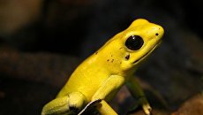 Лягушка-древолаз Phyllobates terribilis Лягушка-древолаз Phyllobates terribilis