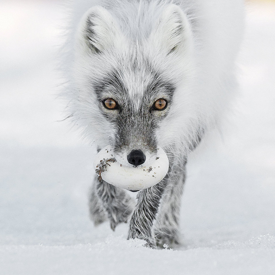 Работа фотографа из России Сергея Горшкова Arctic treasure в категории Портреты животных в финале конкурса Wildlife Photographer of the Year 2017 Работа фотографа из России Сергея Горшкова Arctic treasure в категории Портреты животных в финале конкурса Wildlife Photographer of the Year 2017