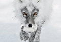Работа фотографа из России Сергея Горшкова Arctic treasure в категории Портреты животных в финале конкурса Wildlife Photographer of the Year 2017 Работа фотографа из России Сергея Горшкова Arctic treasure в категории Портреты животных в финале конкурса Wildlife Photographer of the Year 2017