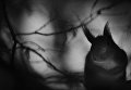 Работа фотографа из Швеции Mats Andersson Winter pause в категории Черное и белое в финале конкурса Wildlife Photographer of the Year 2017 Работа фотографа из Швеции Mats Andersson Winter pause в категории Черное и белое в финале конкурса Wildlife Photographer of the Year 2017