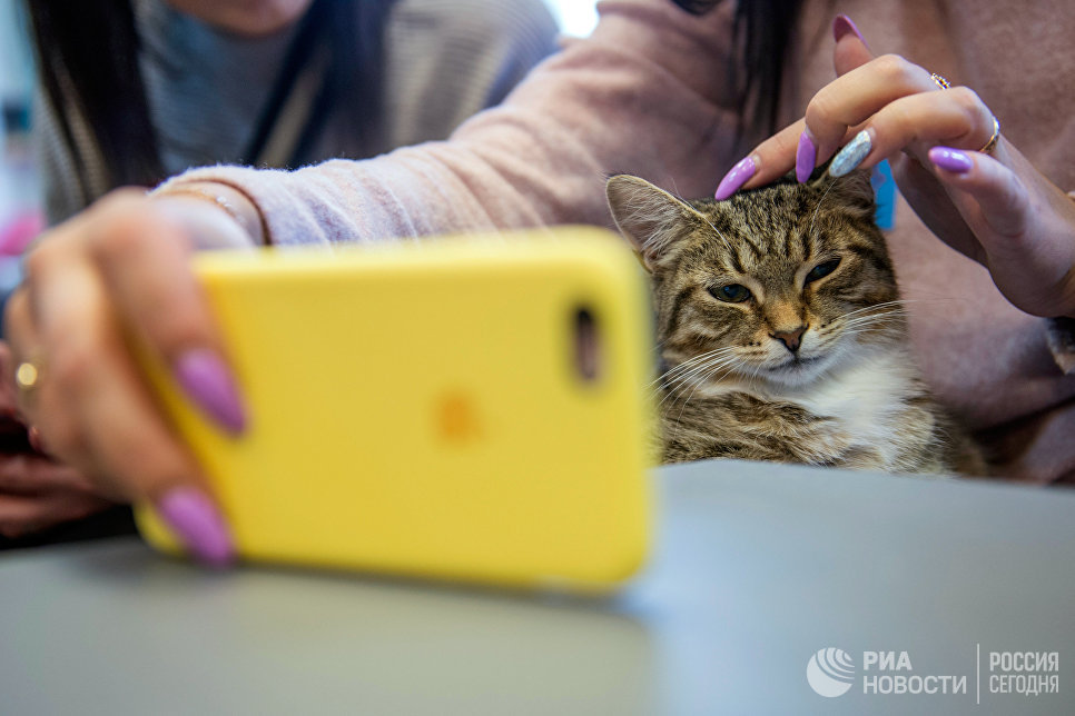 Посетительница котокафе Республика кошек в Санкт-Петербурге, где ежемесячно проходят благотворительные акции Все оттенки кошачьего по раздаче кошек из городских приютов в добрые руки